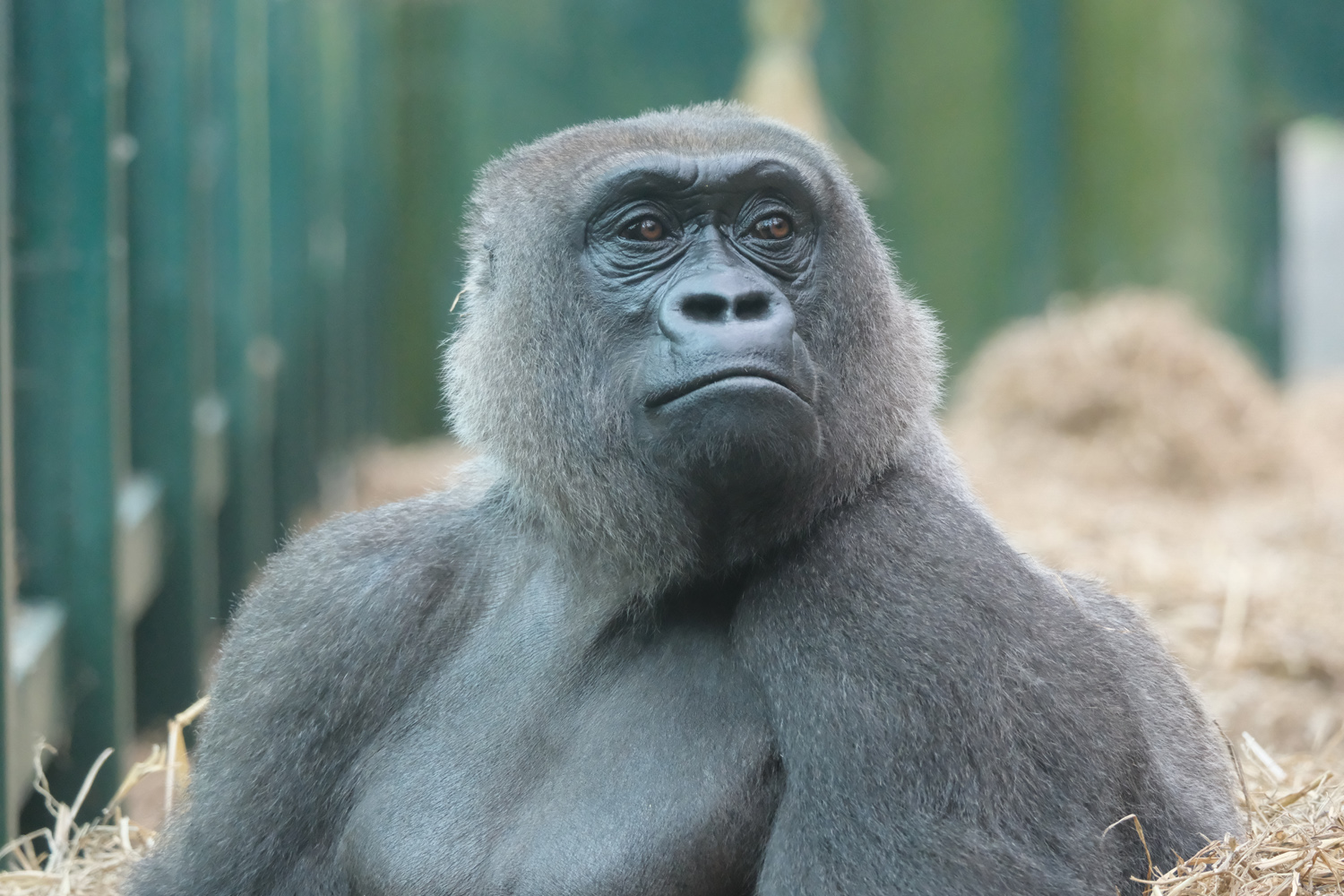 Fujifilm X-T50 sample photos gorilla
