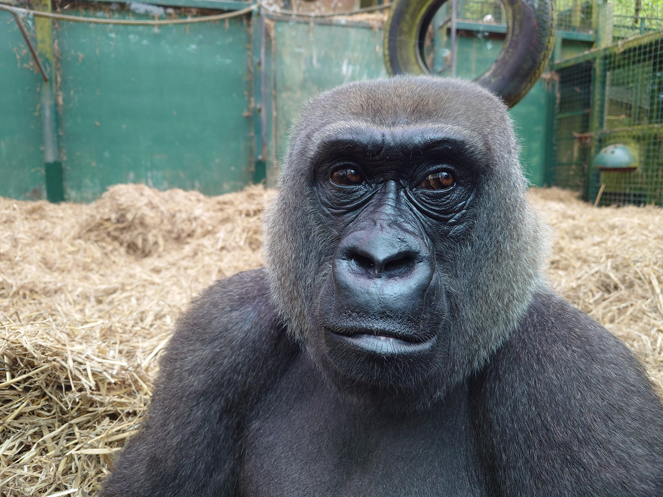 Sony Xperia 1 VI camera samples gorilla